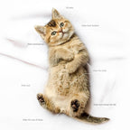 PET Cleaning Deodorizing Bathing Wipes For Dogs And Cats Nourish Fur